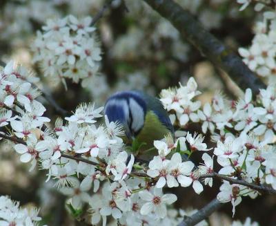 Прикрепленное изображение: Sss1.jpg